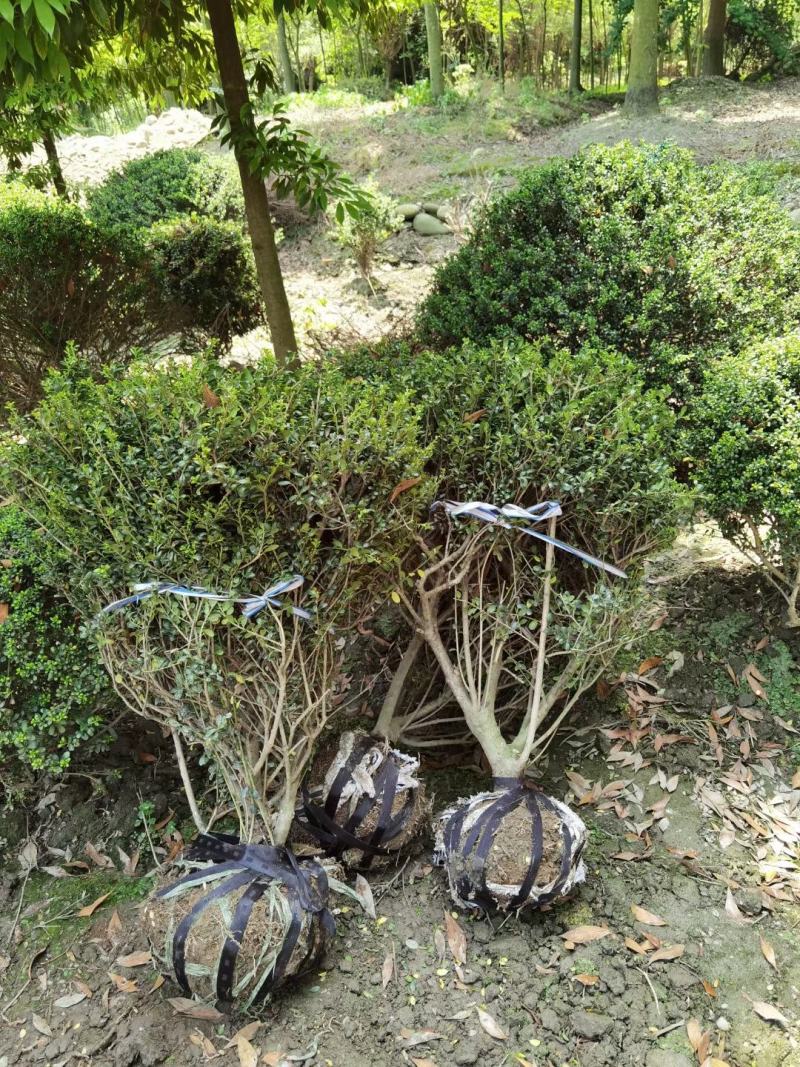 龟甲冬青，四川龟甲冬青基地出售，成都龟甲冬青批发价格