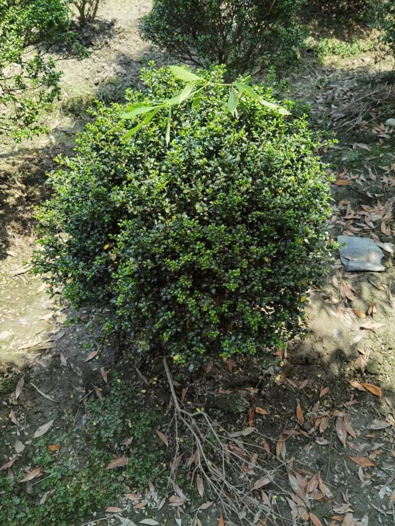 龟甲冬青，四川龟甲冬青基地出售，成都龟甲冬青批发价格