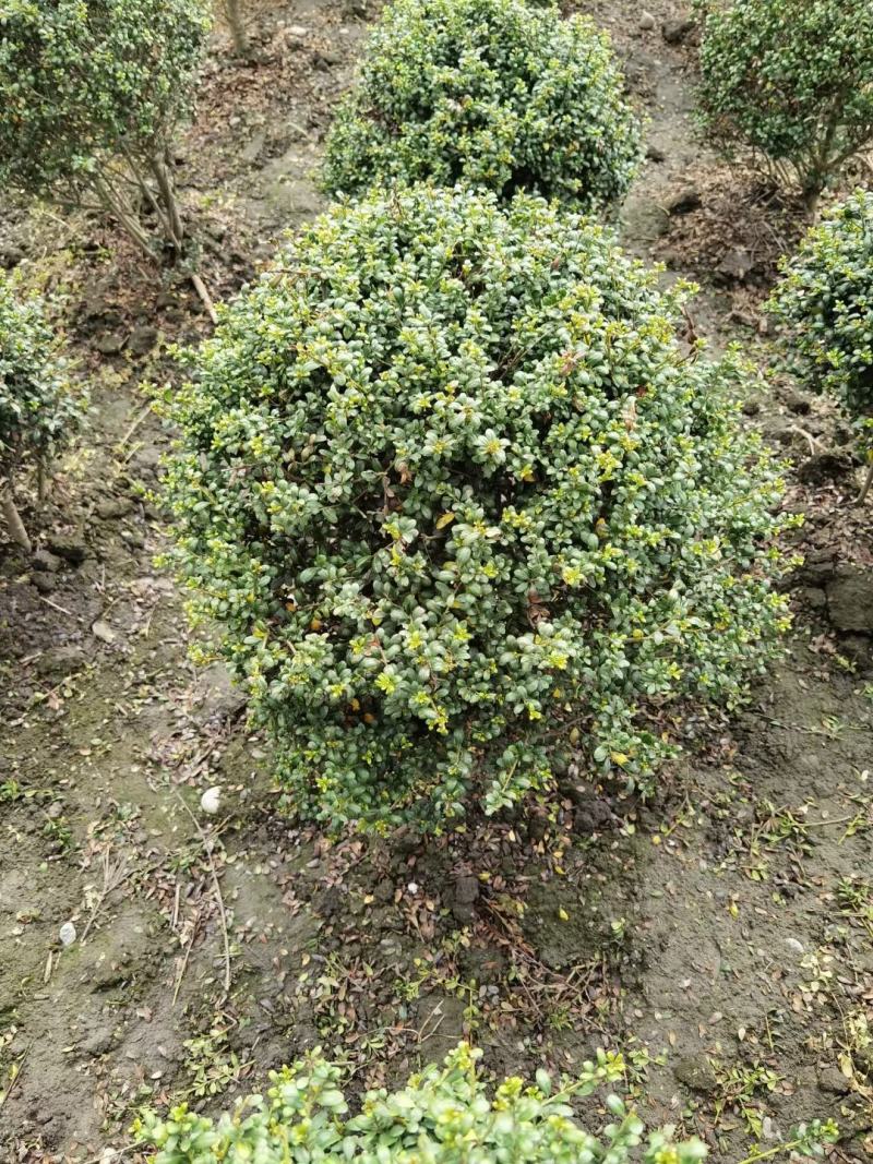 龟甲冬青，四川龟甲冬青基地出售，成都龟甲冬青批发价格