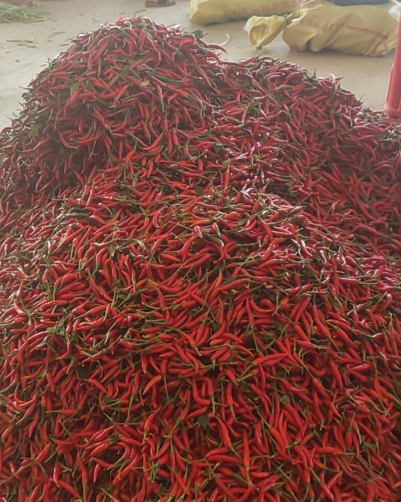 小米辣椒，大量现货！种植有三万亩！上台分捡包装上车。