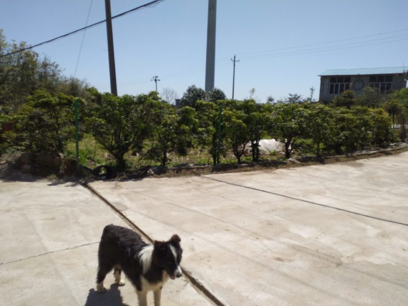 我处出售数棵小叶黄杨树