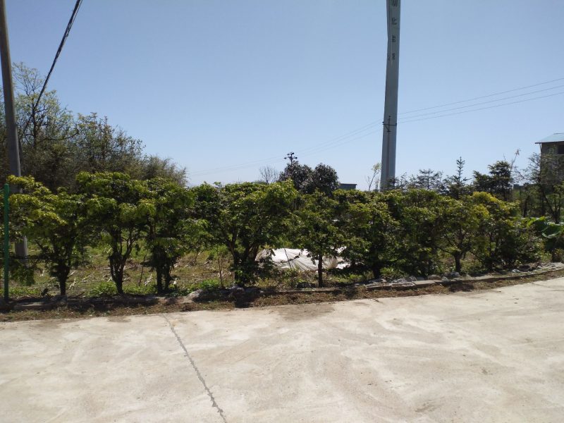 我处出售数棵小叶黄杨树