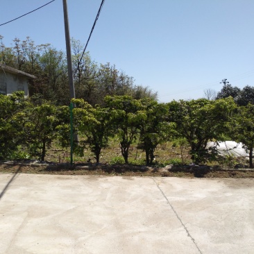 我处出售数棵小叶黄杨树