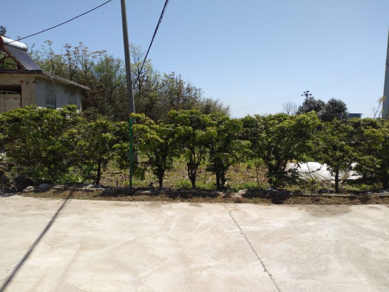 我处出售数棵小叶黄杨树