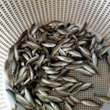 【加洲鲈鱼苗】本场大量出售优鲈一号鱼苗，品种优生长速度快