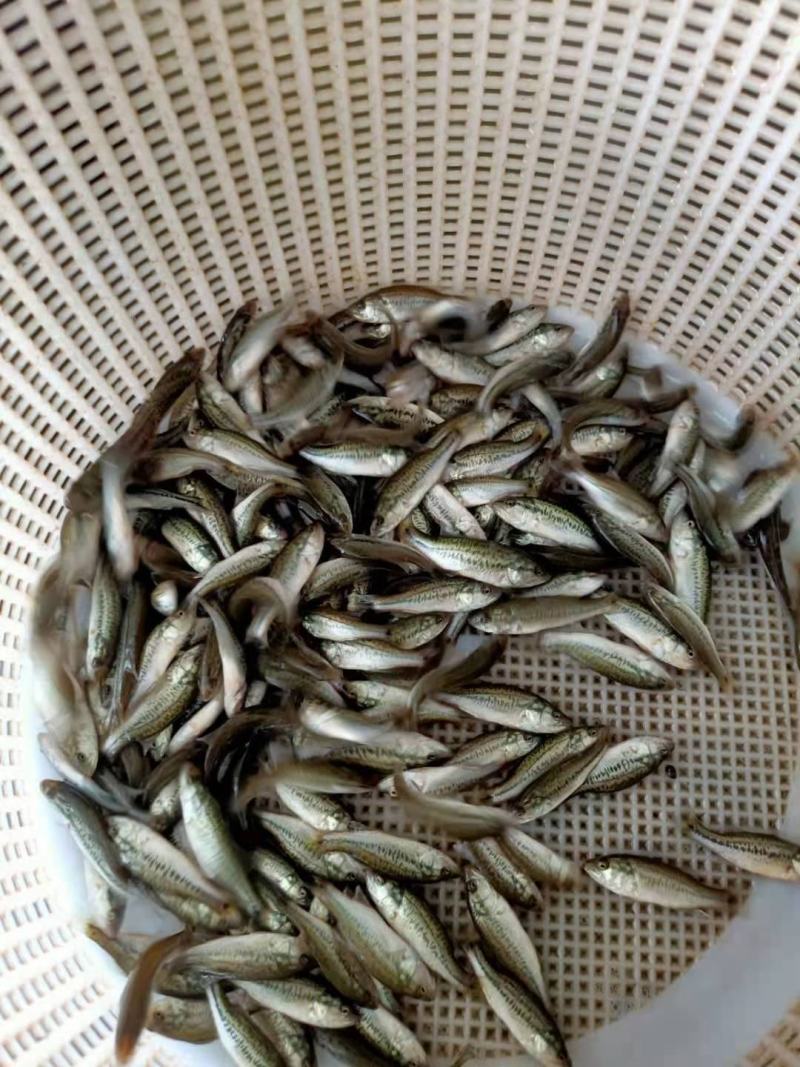 【加洲鲈鱼苗】本场大量出售优鲈一号鱼苗，品种优生长速度快