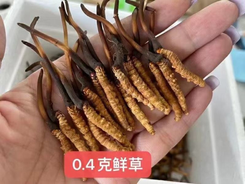 青海西宁虫草交易市场17