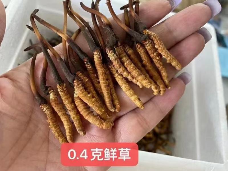 青海西宁虫草交易市场17