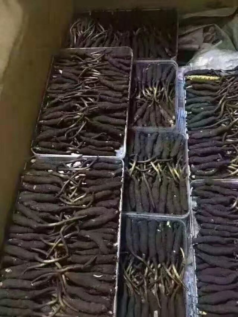青海西宁虫草交易市场17