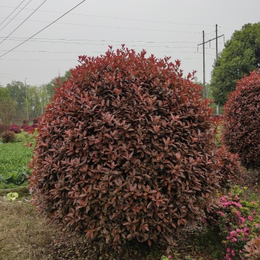 红叶石楠球,石楠基地,四川红叶石楠球价格,成都石楠球批发
