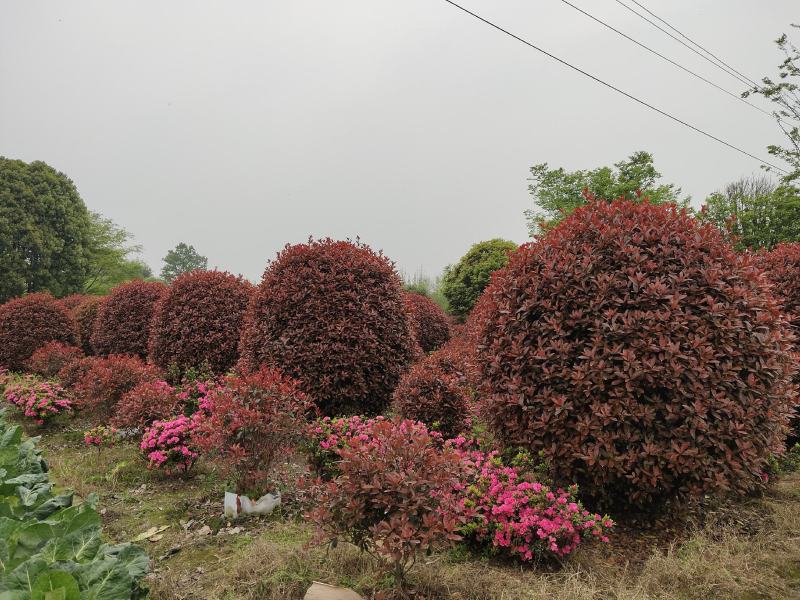 红叶石楠球，石楠基地，四川红叶石楠球价格，成都石楠球批发
