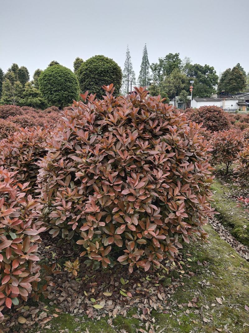 红叶石楠球，石楠基地，四川红叶石楠球价格，成都石楠球批发