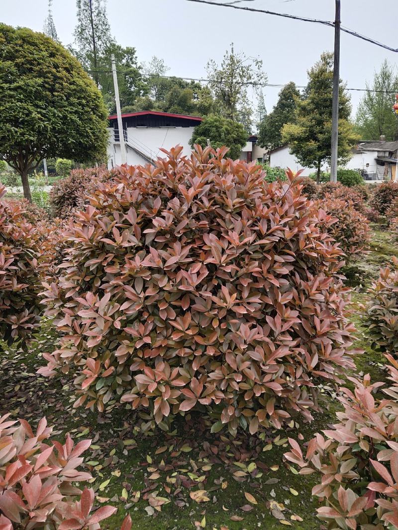 红叶石楠球，石楠基地，四川红叶石楠球价格，成都石楠球批发
