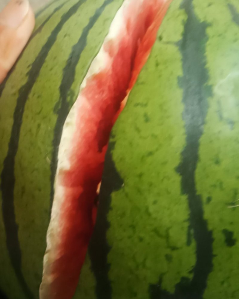 大棚自己种的甜王，又红又甜皮薄肉甜！大量上市