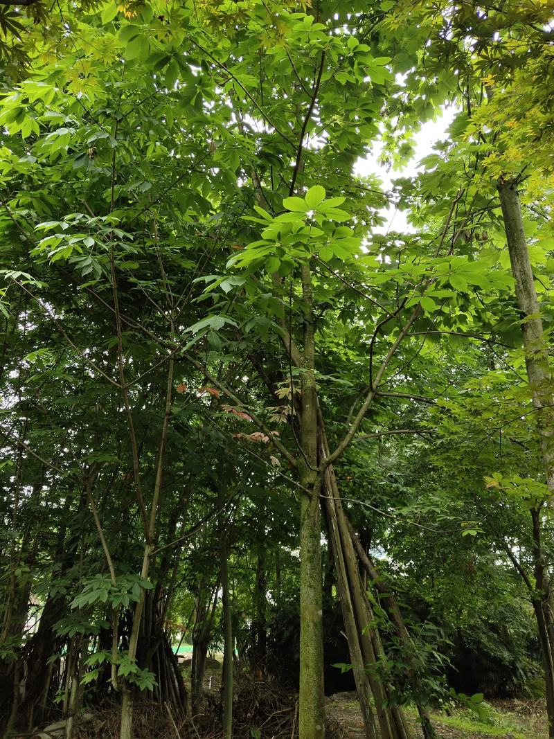 七叶树，七叶树基地，四川七叶树价格，成都七叶树批发