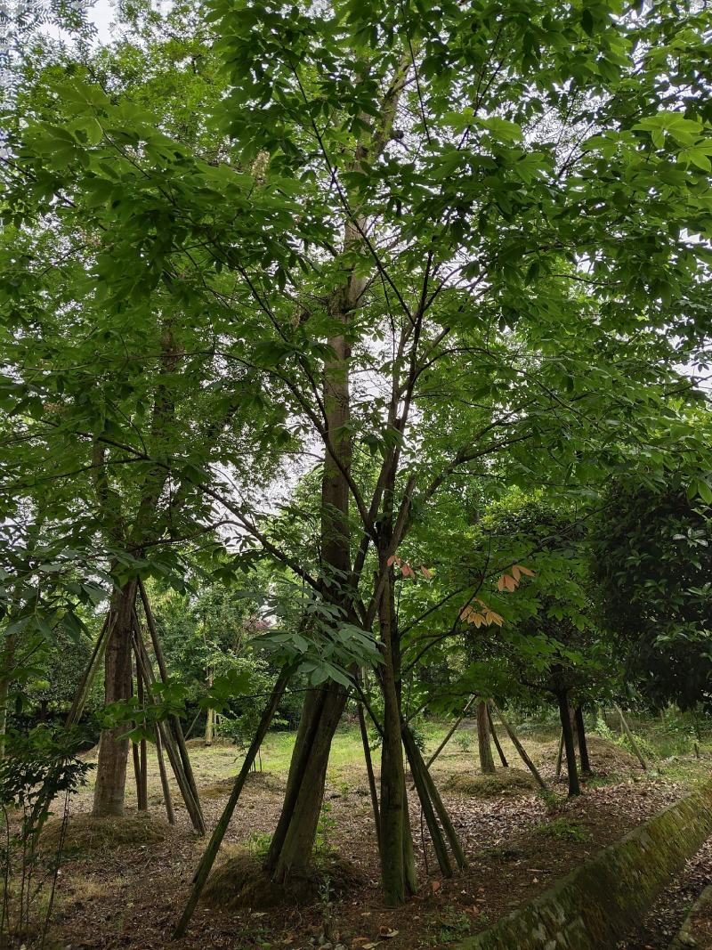 七叶树，七叶树基地，四川七叶树价格，成都七叶树批发