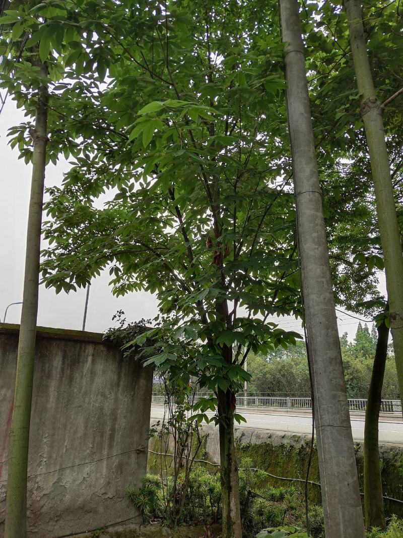 七叶树，七叶树基地，四川七叶树价格，成都七叶树批发