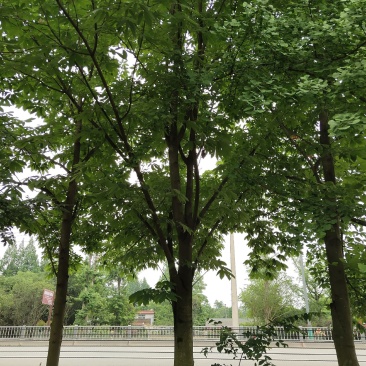 七叶树，七叶树基地，四川七叶树价格，成都七叶树批发