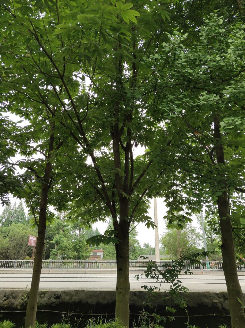 七叶树，七叶树基地，四川七叶树价格，成都七叶树批发