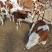 常年出售：西门塔尔，小公牛，繁殖母牛，小母牛，架子母牛，