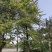 银杏树,白果,公孙树,银杏基地,四川银杏价格成都银杏批发