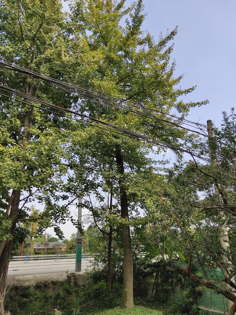 银杏树，白果，公孙树，银杏基地，四川银杏价格成都银杏批发