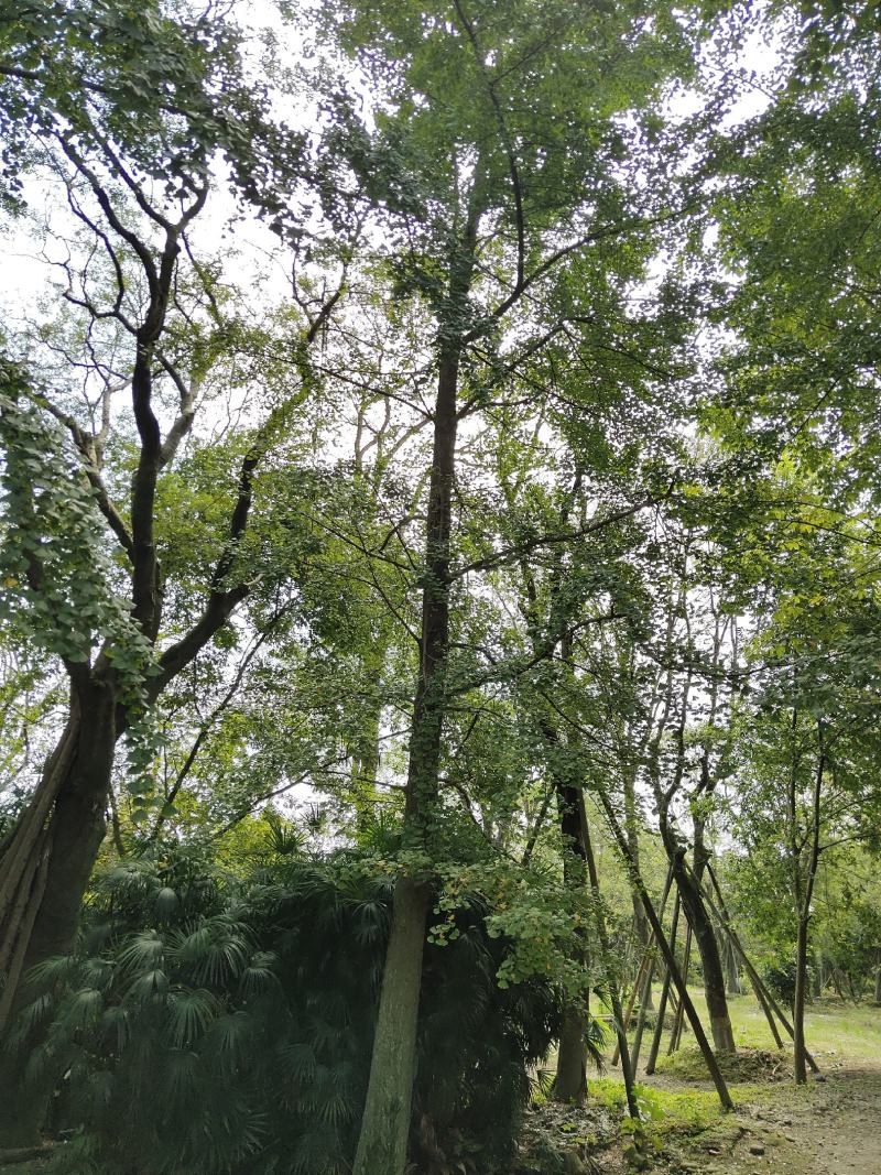 银杏树，白果，公孙树，银杏基地，四川银杏价格成都银杏批发