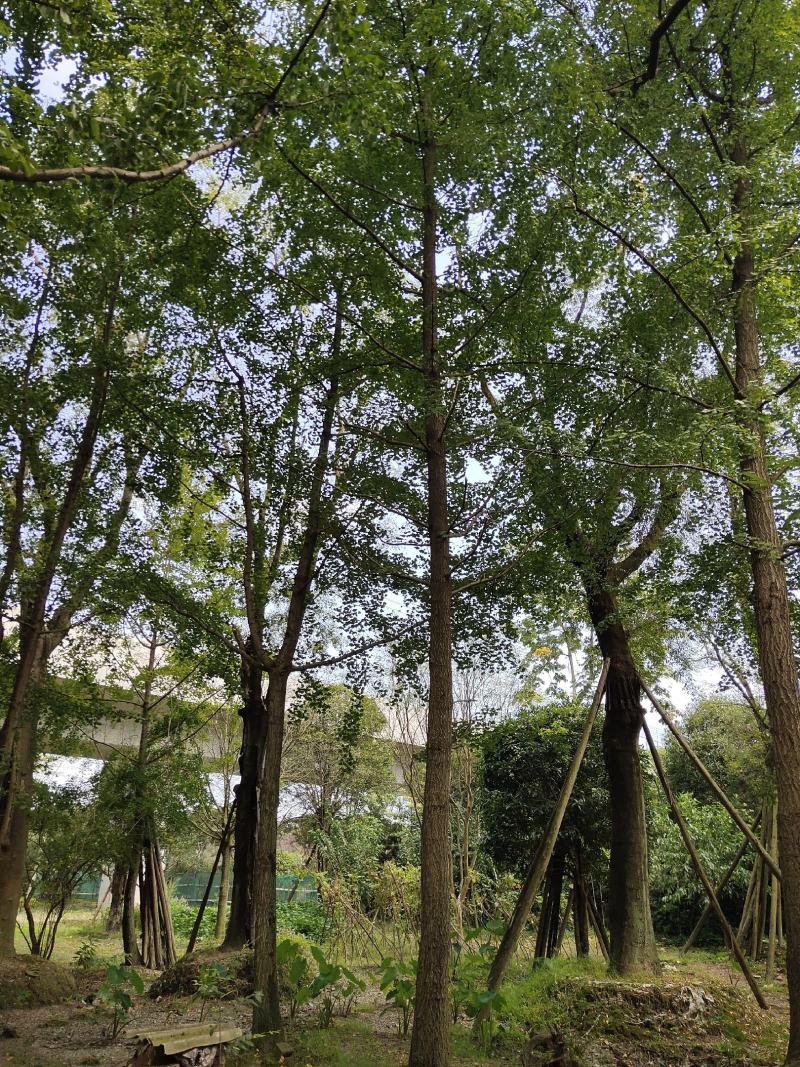 银杏树，白果，公孙树，银杏基地，四川银杏价格成都银杏批发