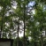 银杏树,白果,公孙树,银杏基地,四川银杏价格成都银杏批发