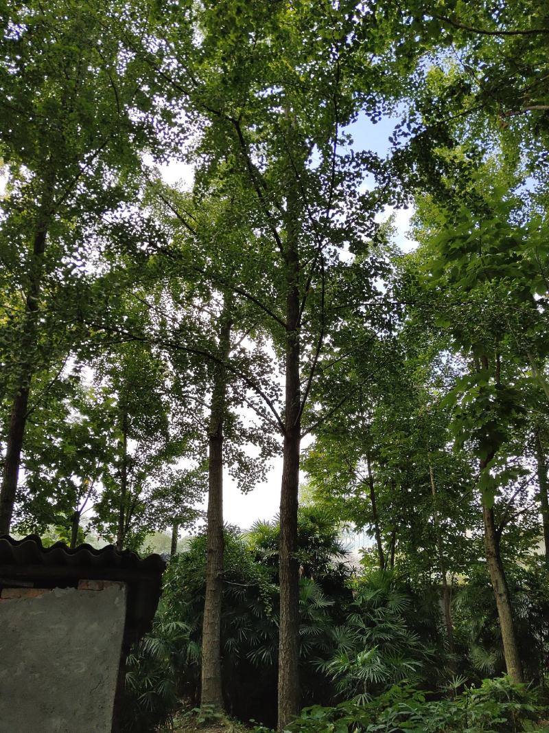 银杏树，白果，公孙树，银杏基地，四川银杏价格成都银杏批发