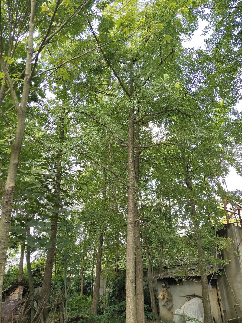 银杏树，白果，公孙树，银杏基地，四川银杏价格成都银杏批发