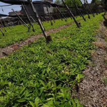 多花姜行大黄精二年苗黄精苗多花黄精苗药点品种