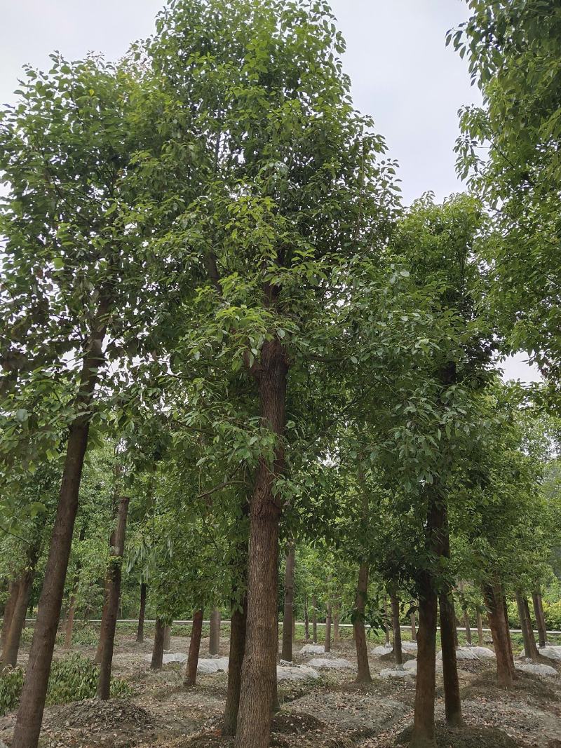 香樟树，大叶香樟，樟树基地，四川香樟价格，成都香樟批发