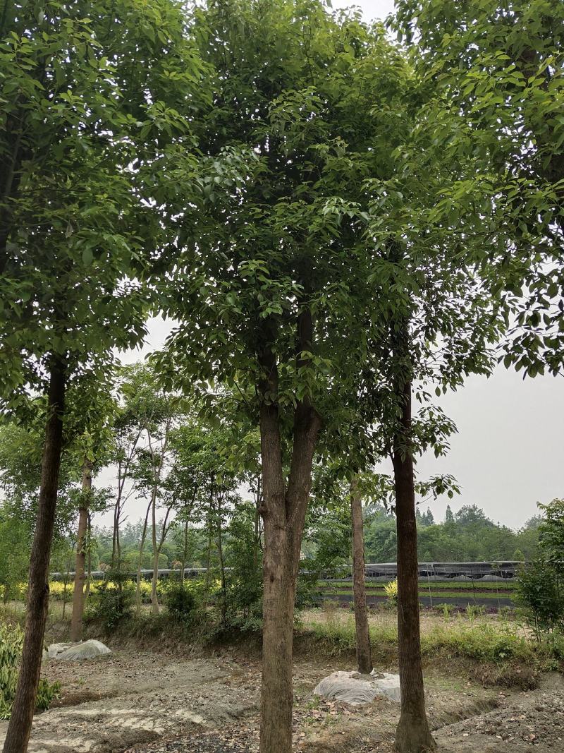 香樟树，大叶香樟，樟树基地，四川香樟价格，成都香樟批发