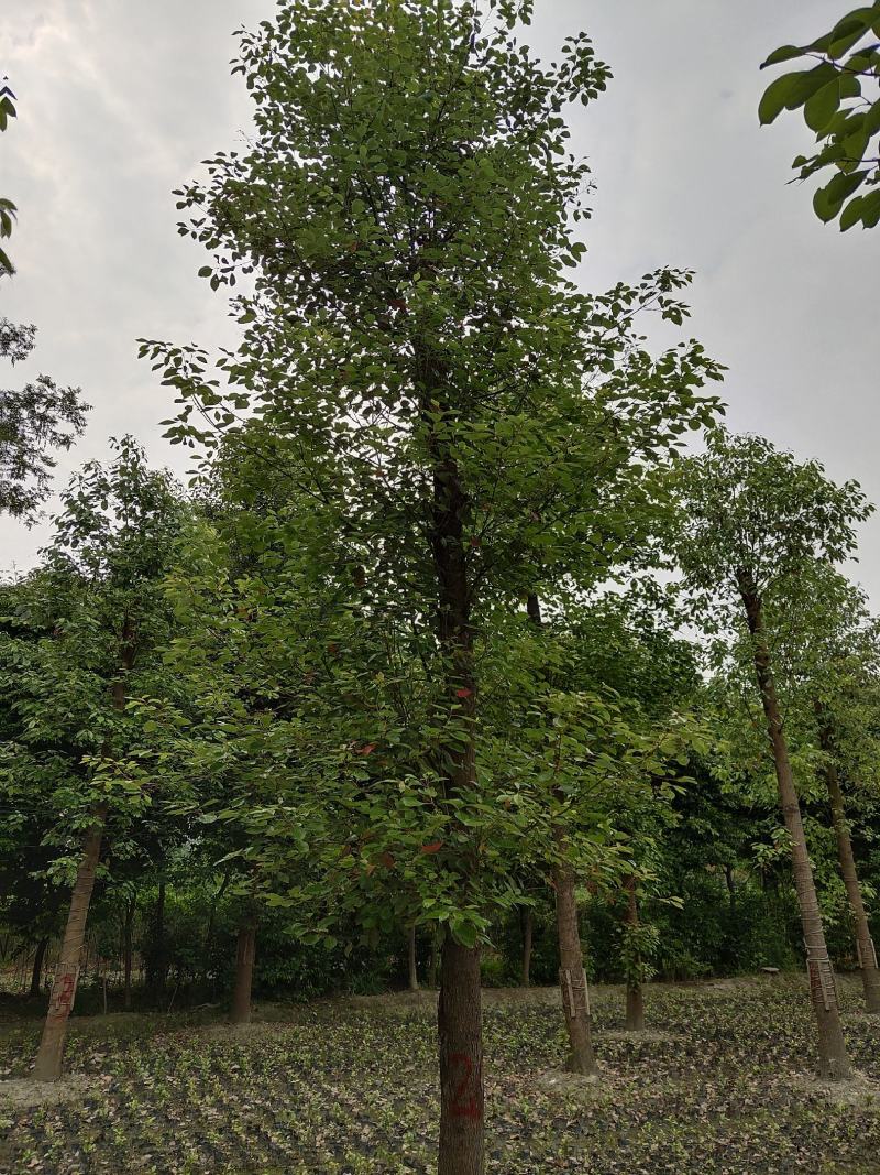 香樟树，大叶香樟，樟树基地，四川香樟价格，成都香樟批发