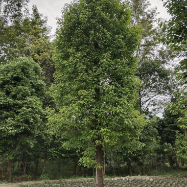 香樟树，大叶香樟，樟树基地，四川香樟价格，成都香樟批发