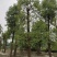 香樟树，大叶香樟，樟树基地，四川香樟价格，成都香樟批发