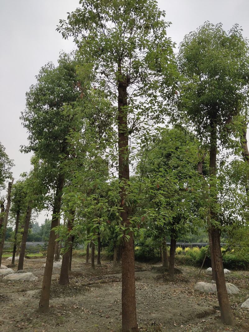 香樟树，大叶香樟，樟树基地，四川香樟价格，成都香樟批发