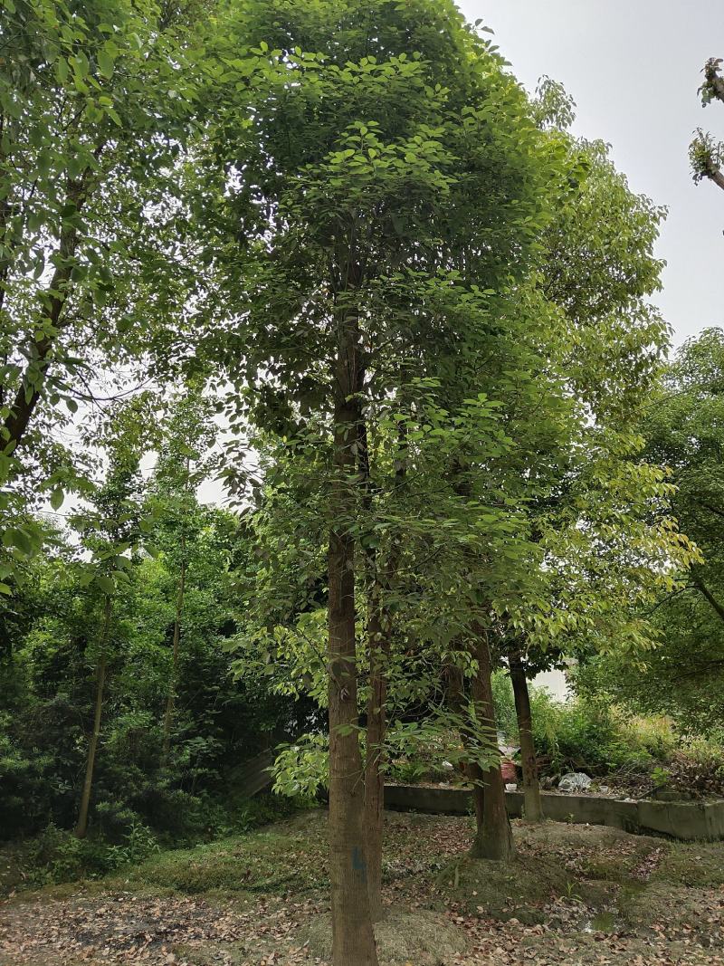 香樟树，大叶香樟，樟树基地，四川香樟价格，成都香樟批发