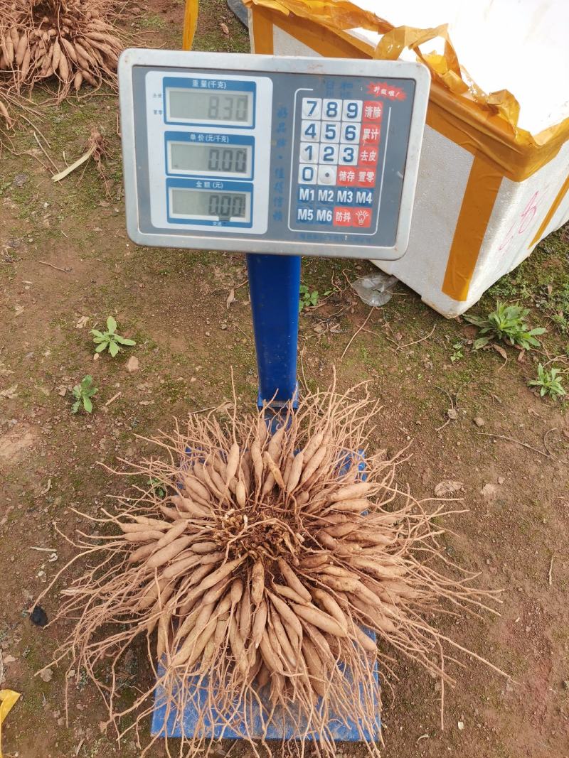 良种大天冬苗，基地直发，质优价廉。极易成活。