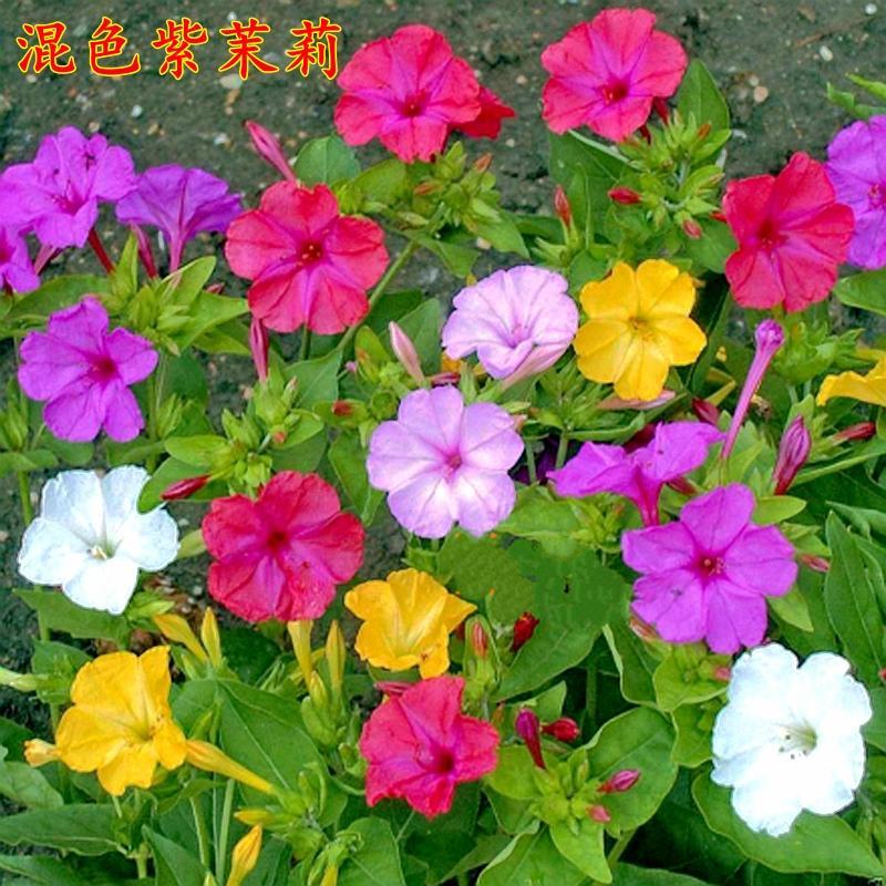 紫茉莉种子地雷花鲜花籽紫色花草胭脂花宿根花卉多年生景观