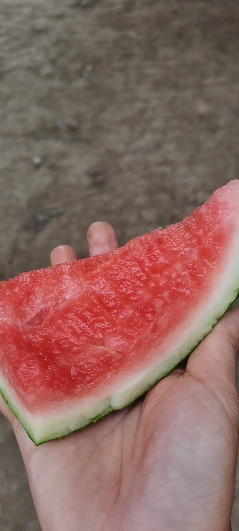 美都精品西瓜，黑子脆甜可口小，甜而不腻，老少孕妇皆宜