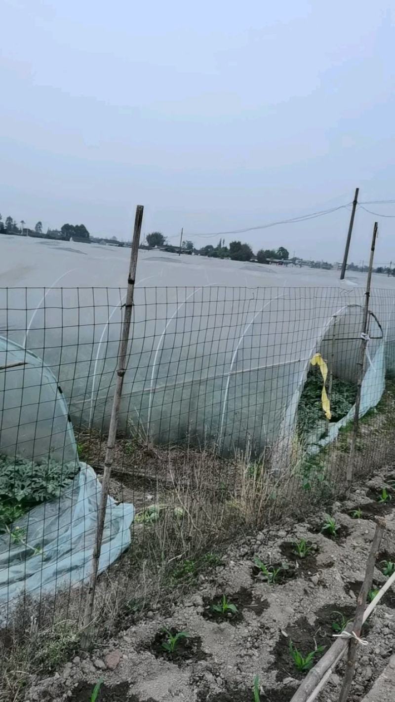 美都精品西瓜，黑子脆甜可口小，甜而不腻，老少孕妇皆宜