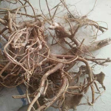 黑老虎/产地黑老虎/野生黑老虎/中药材黑老虎/黑老虎根
