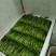 优质菜苔