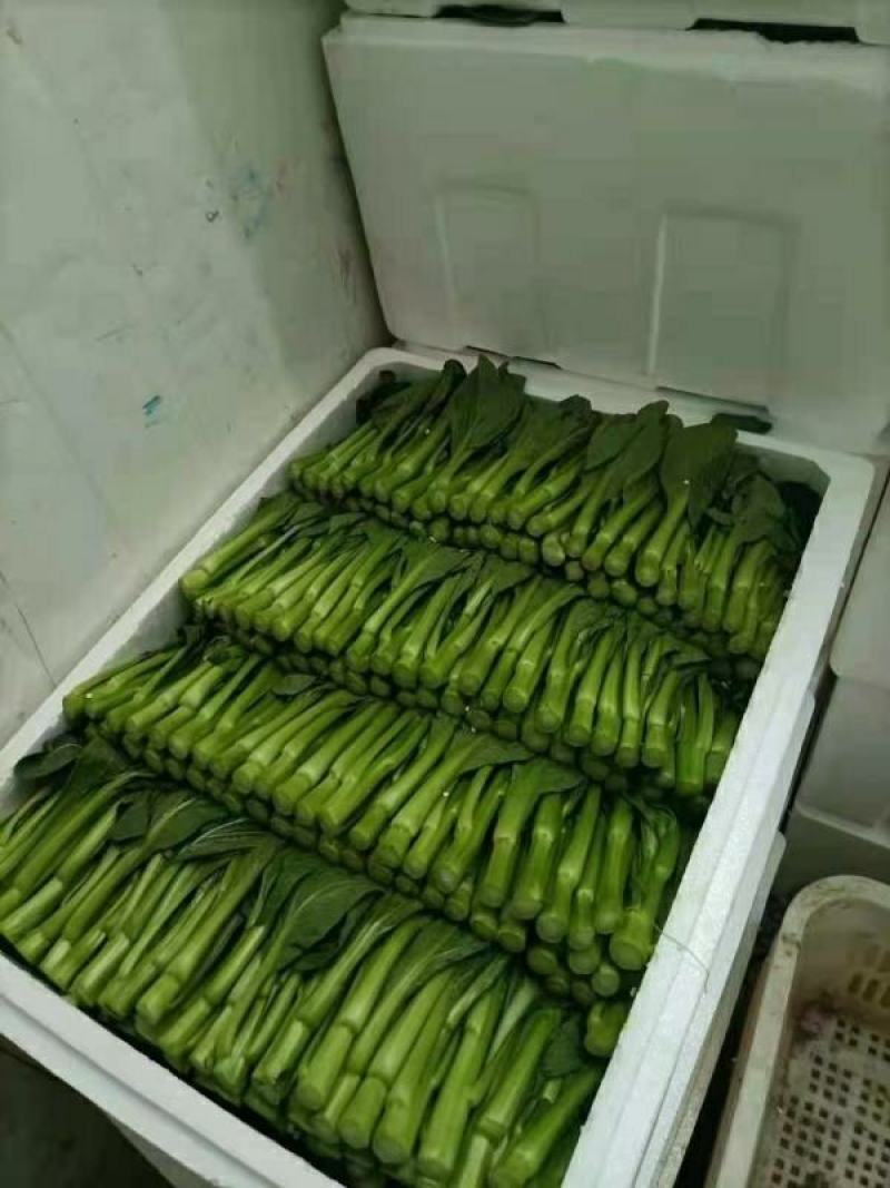 优质菜苔