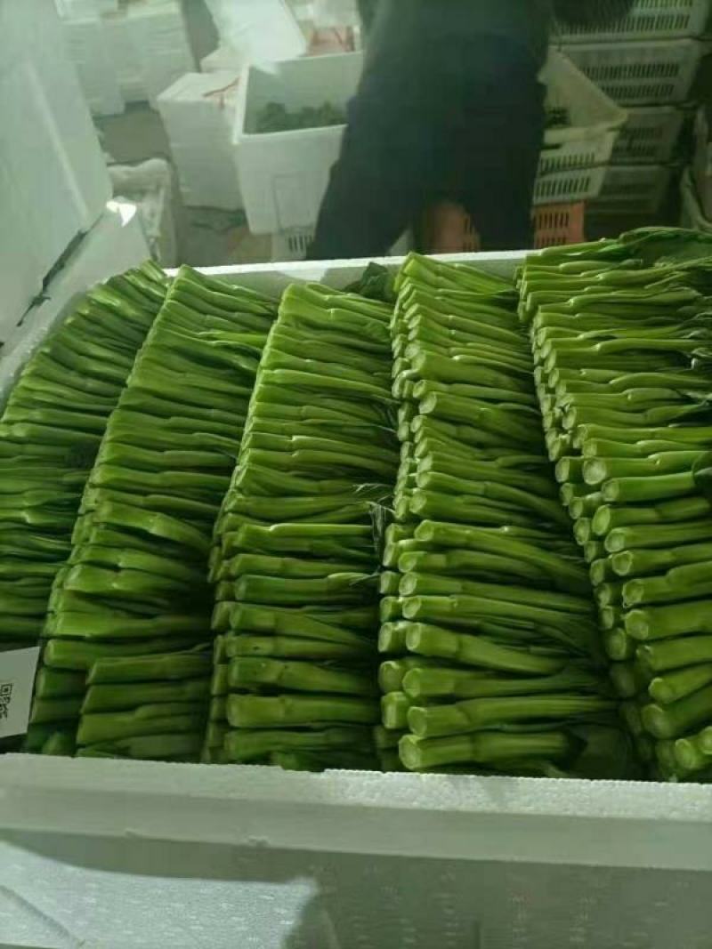 优质菜苔
