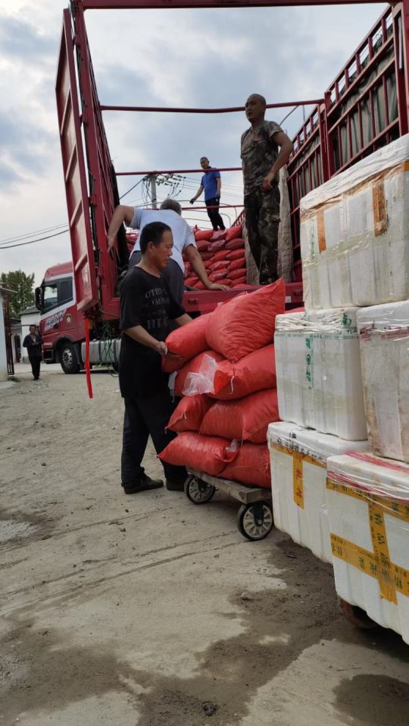 纯手工加工纯板栗粉生板栗粉熟板栗粉无添加更健康面点糕点奶