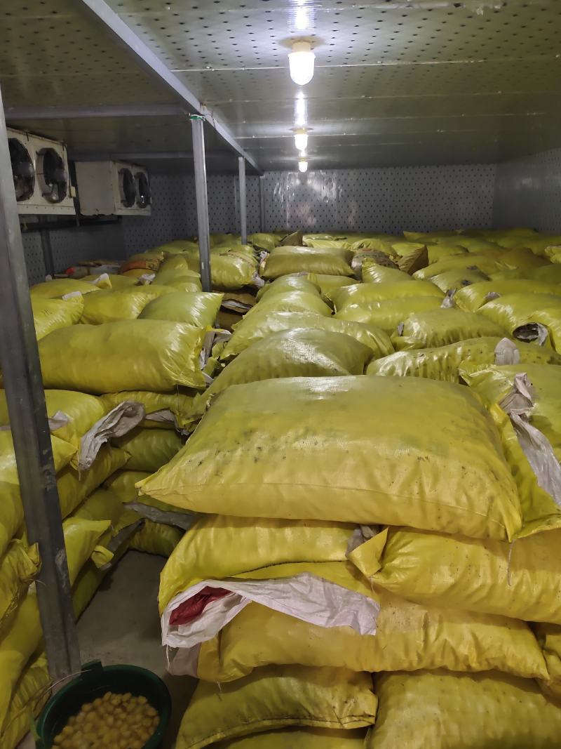 纯手工加工纯板栗粉生板栗粉熟板栗粉无添加更健康面点糕点奶