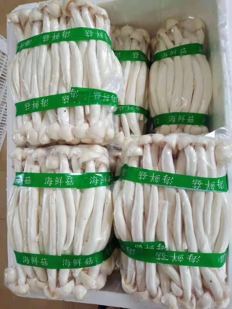 金针菇大量供应平台、****、无限量供应平台